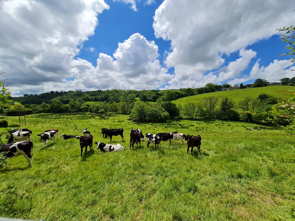 Cows in field in Tregroes West Wales