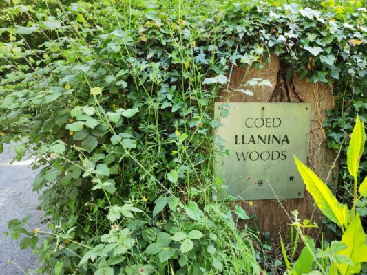 Llanina Woods, New Quay, Ceredigion, West Wales