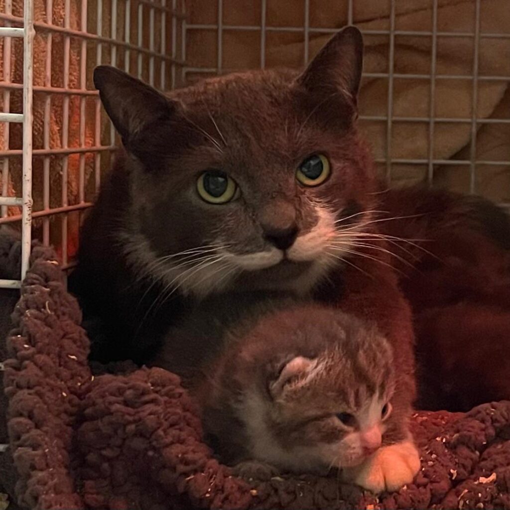 Cat Rescue West Wales - mum and kitten