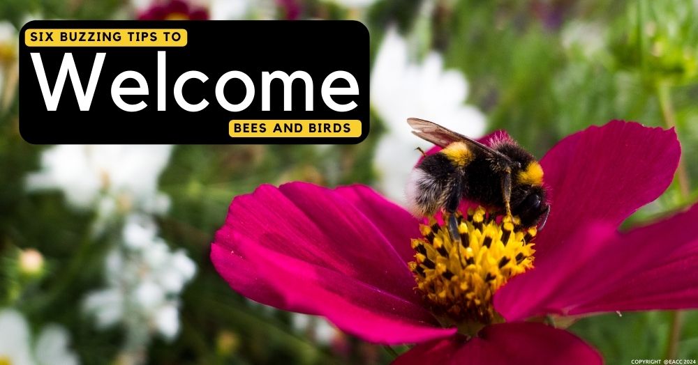 Six Buzzing Tips to Welcome Bees and Birds