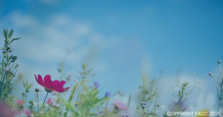 140325 Fun Outdoor Activities To Try This Spring