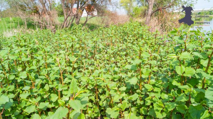 Japanese Knotweed