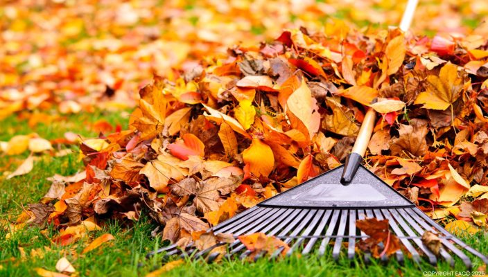 101025 Jobs to Do in the Garden This Weekend