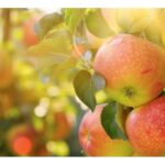 Apple Weekend at Llanerchaeron