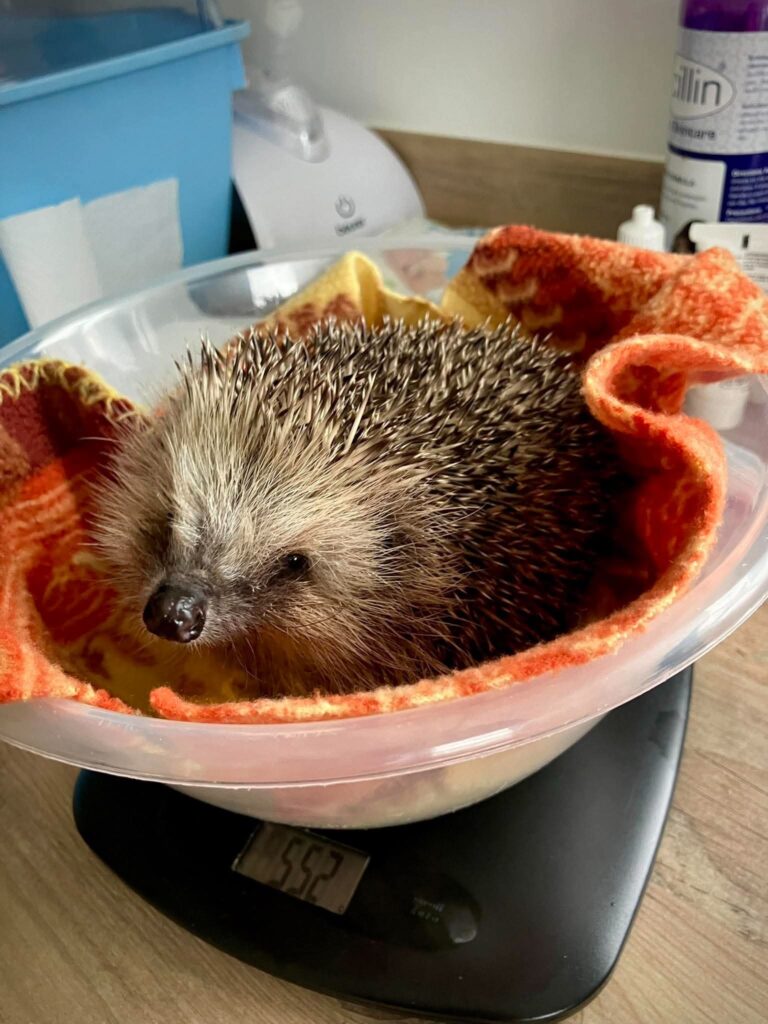 Hedgely Hogspital Rescue