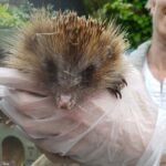 Hedgely Hogspital Rescue