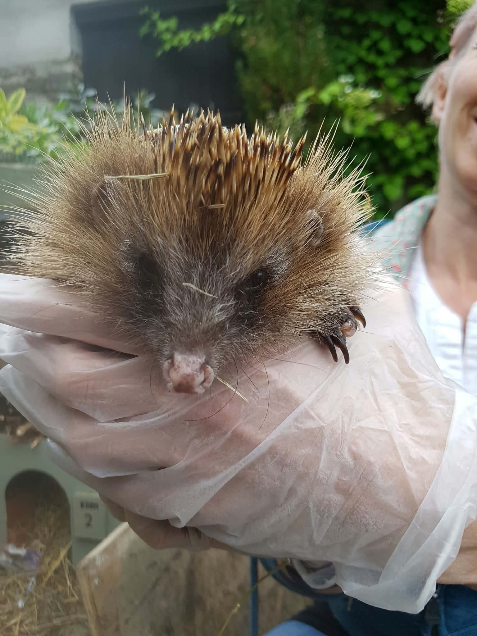 Hedgely Hogspital Rescue
